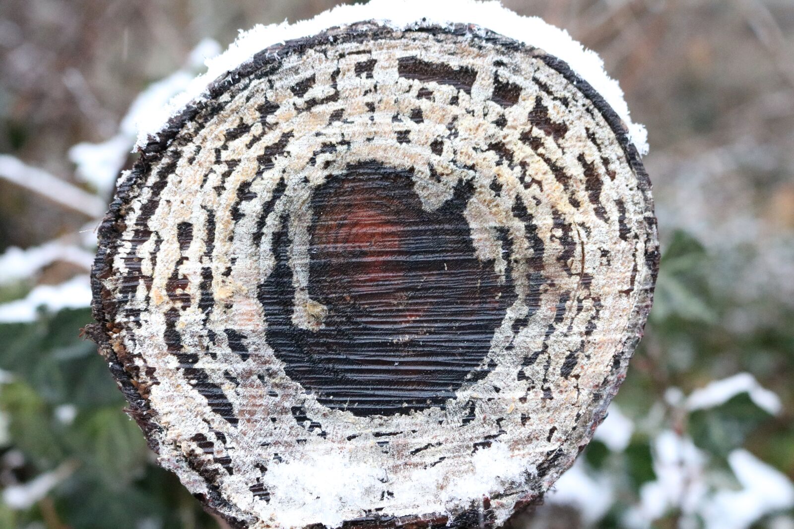 Canon EOS 750D (EOS Rebel T6i / EOS Kiss X8i) sample photo. Log, wood, tree photography