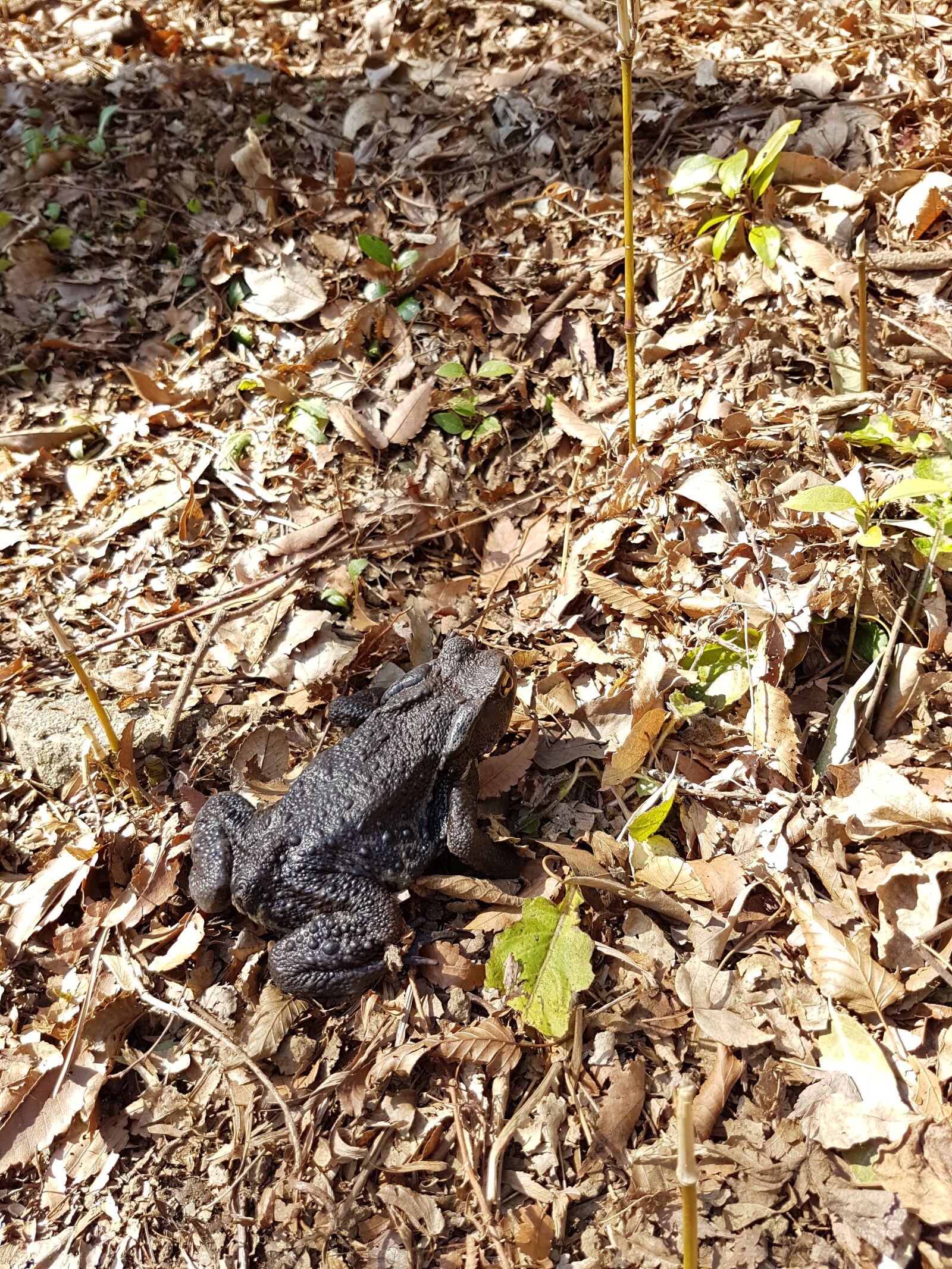 Samsung Galaxy S7 sample photo. Frog, black frog, amphibian photography