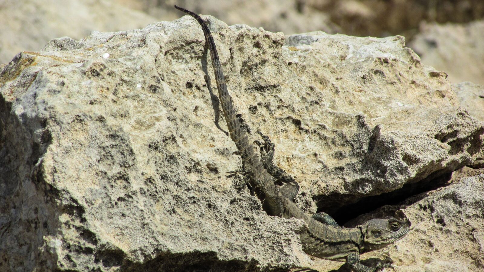Canon PowerShot SX400 IS sample photo. Cyprus, lizard, kurkutas photography