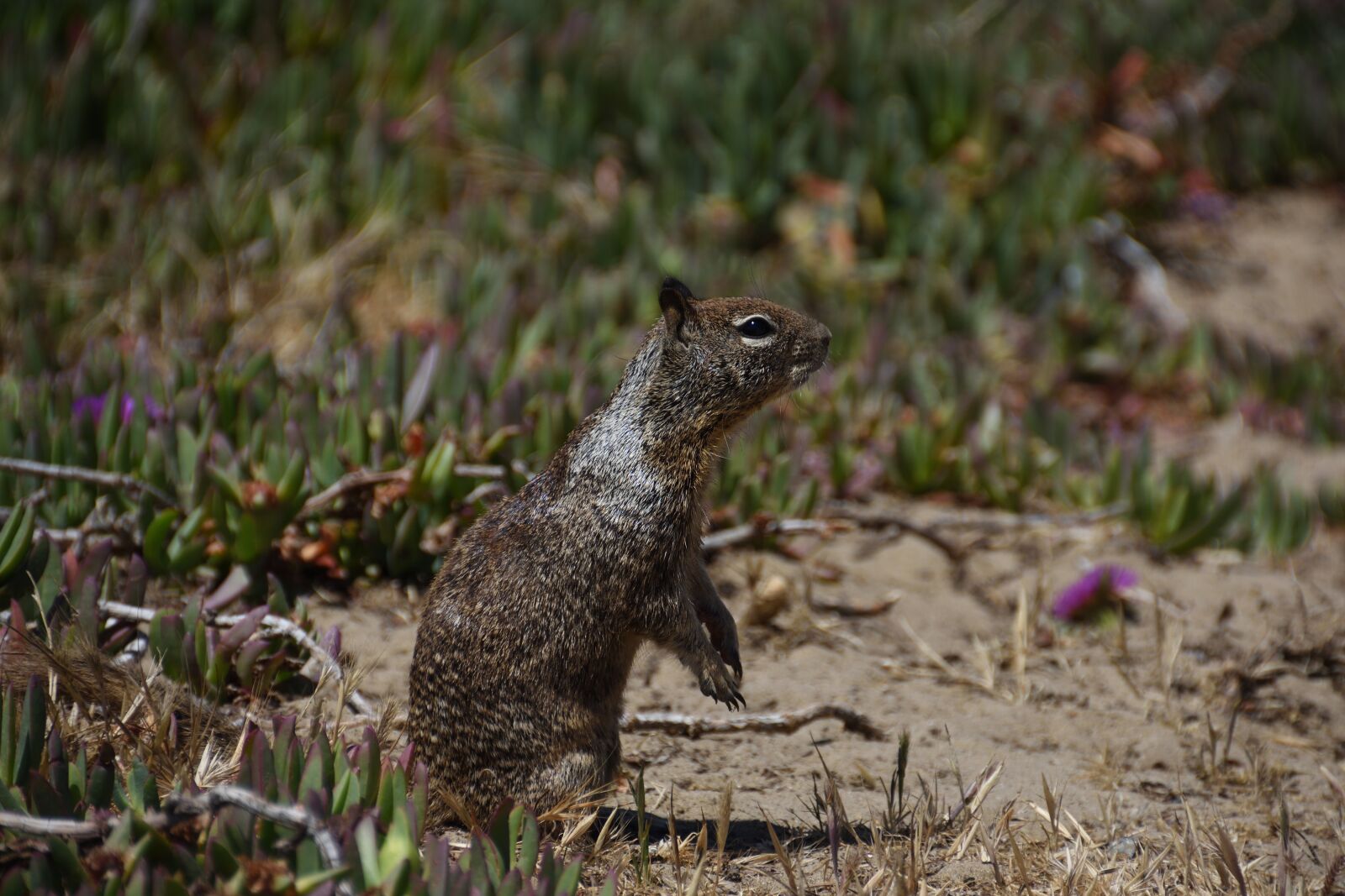 Nikon D7200 sample photo. Animal world, nature, mammal photography