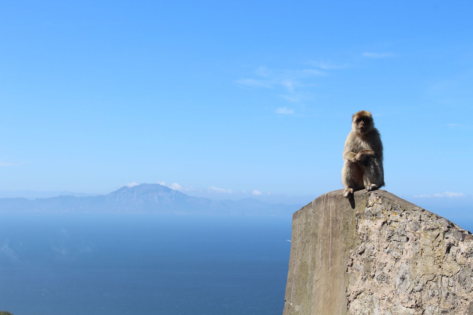 Canon EOS 700D (EOS Rebel T5i / EOS Kiss X7i) sample photo. Ape, gibraltar, gb photography