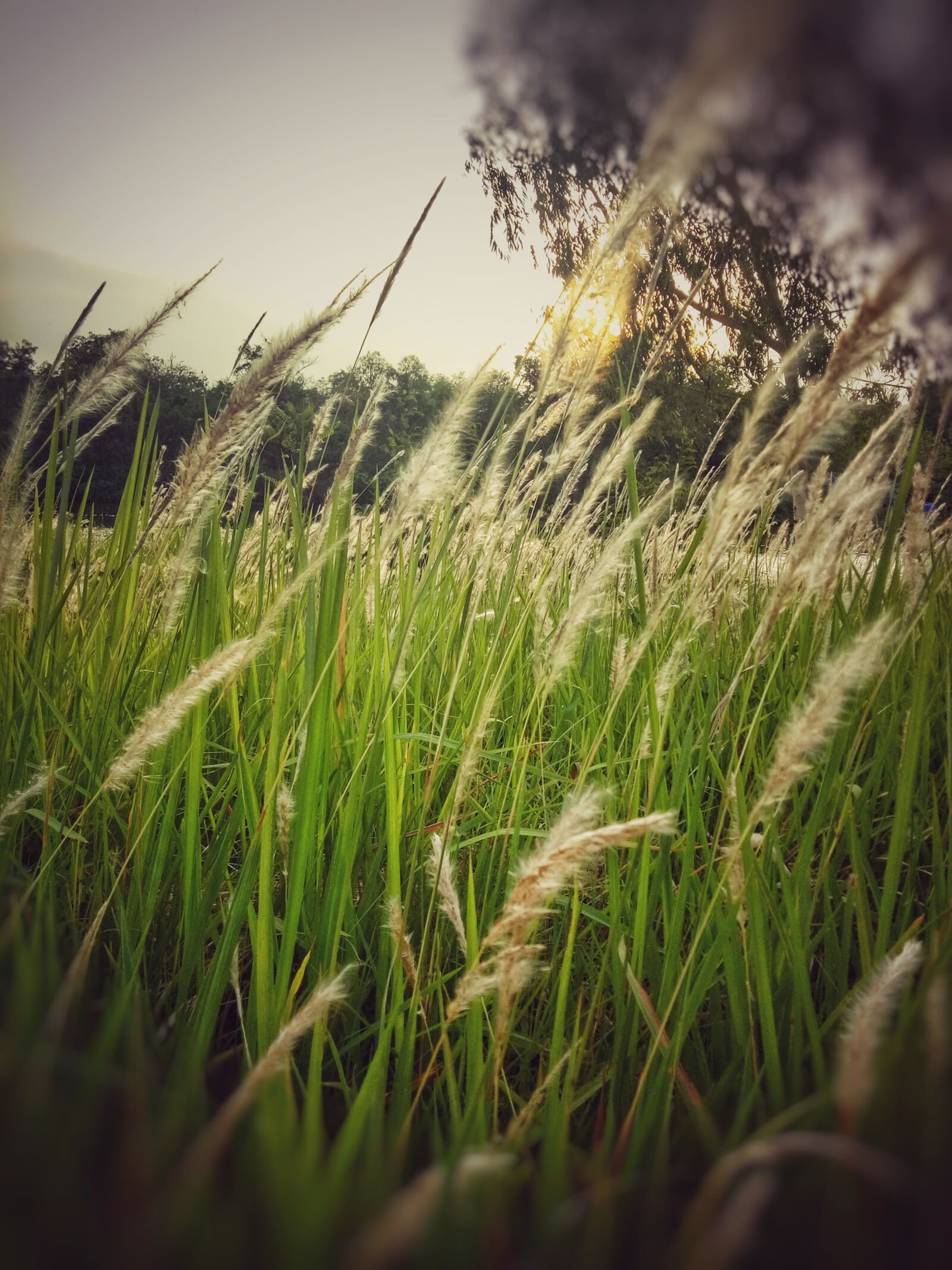 OPPO A1601 sample photo. Nature, natural, grass photography