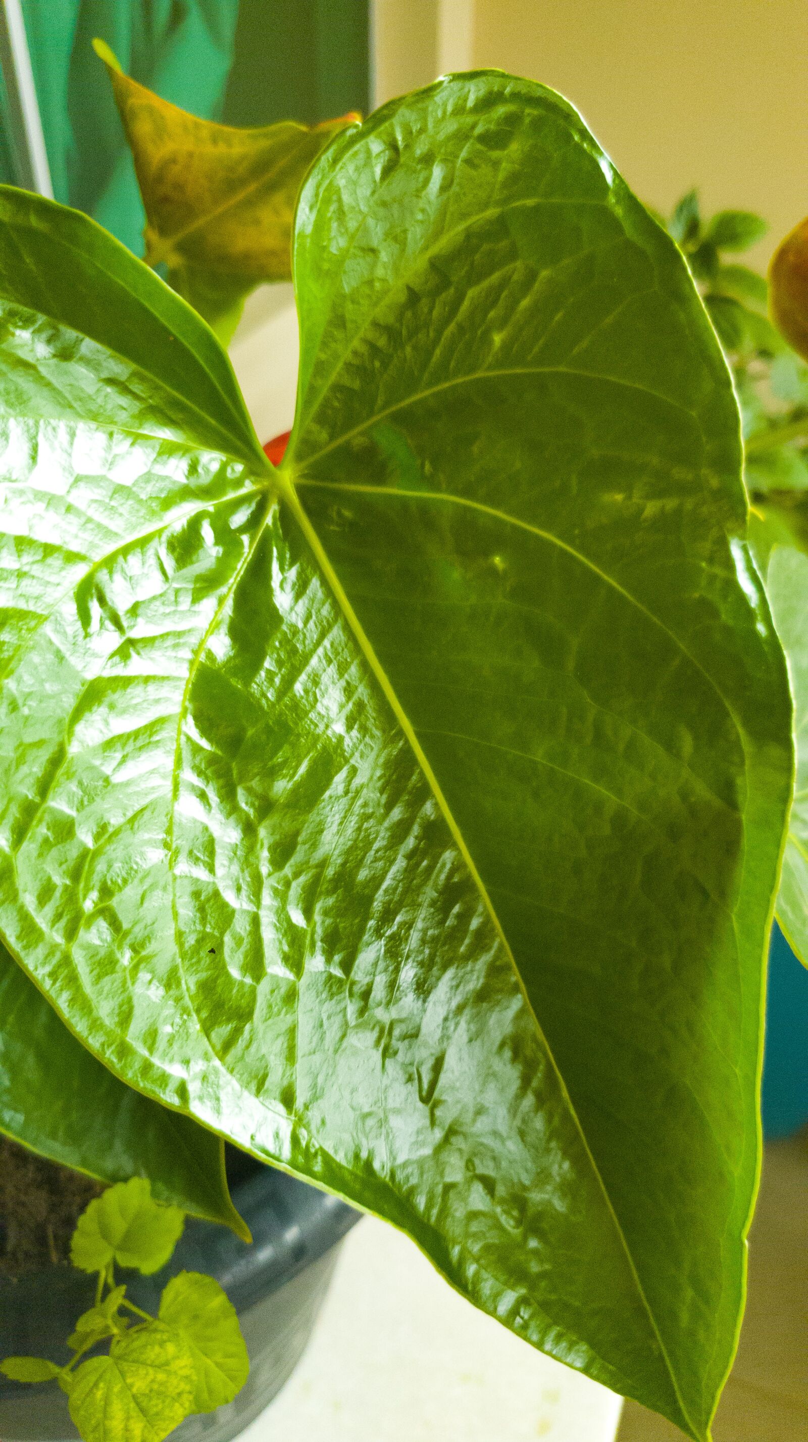Samsung Galaxy S10e sample photo. Plant, nature, green photography