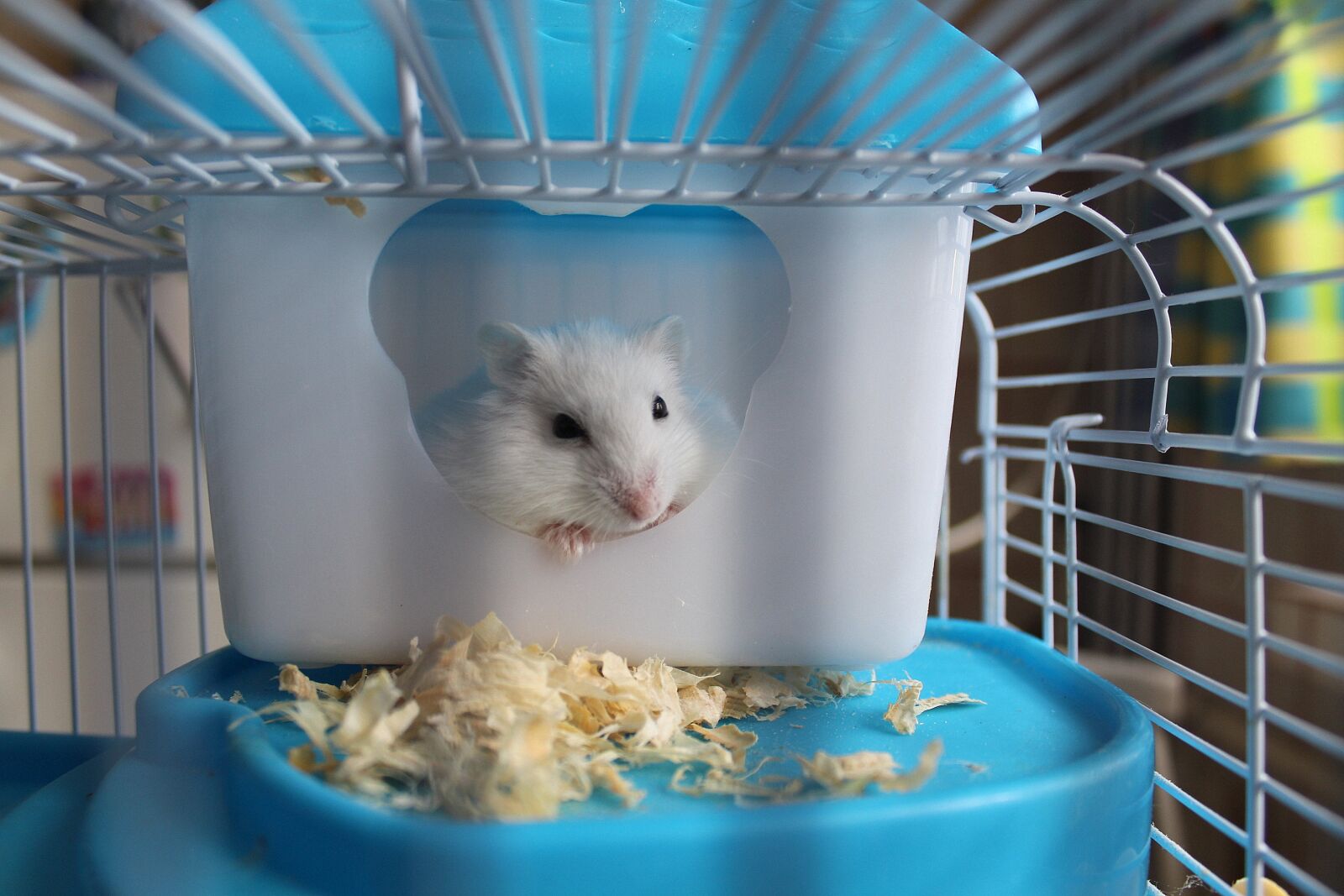 Canon EOS 1200D (EOS Rebel T5 / EOS Kiss X70 / EOS Hi) sample photo. Hamster, rodent, cage photography