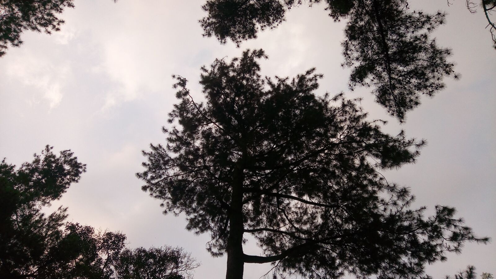 ASUS ZenFone 3 Max (ZC520TL) sample photo. Sky, dark, tree photography