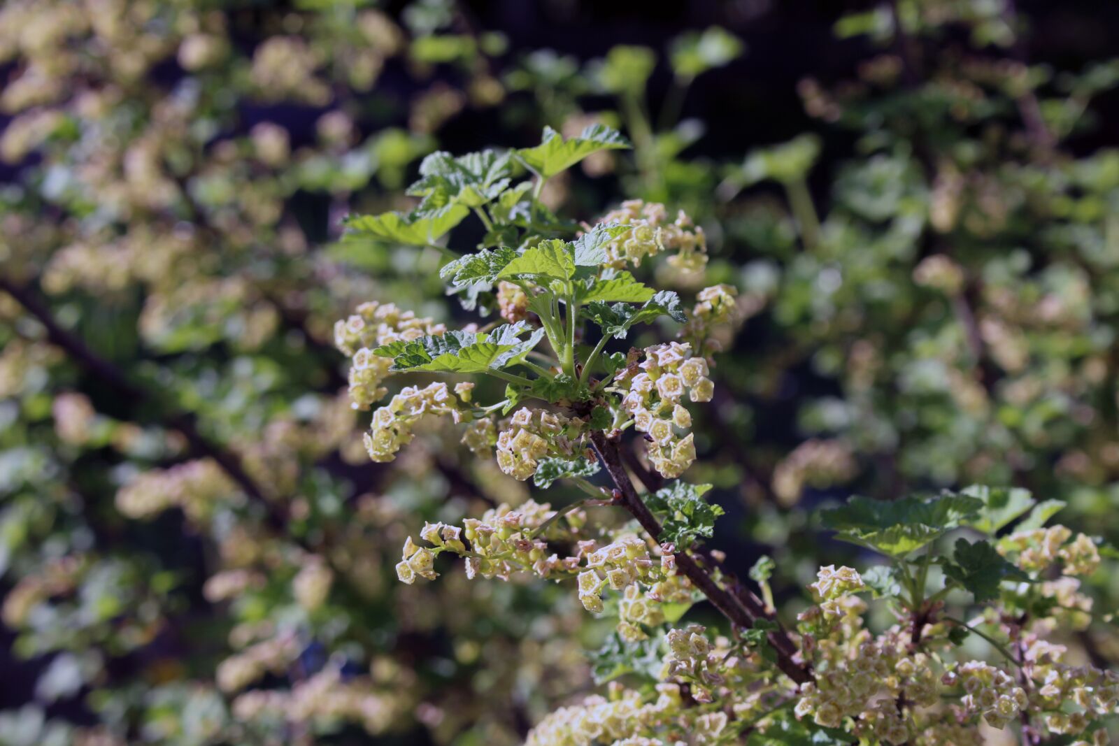 Canon EOS 700D (EOS Rebel T5i / EOS Kiss X7i) sample photo. Nature, plant, flower photography