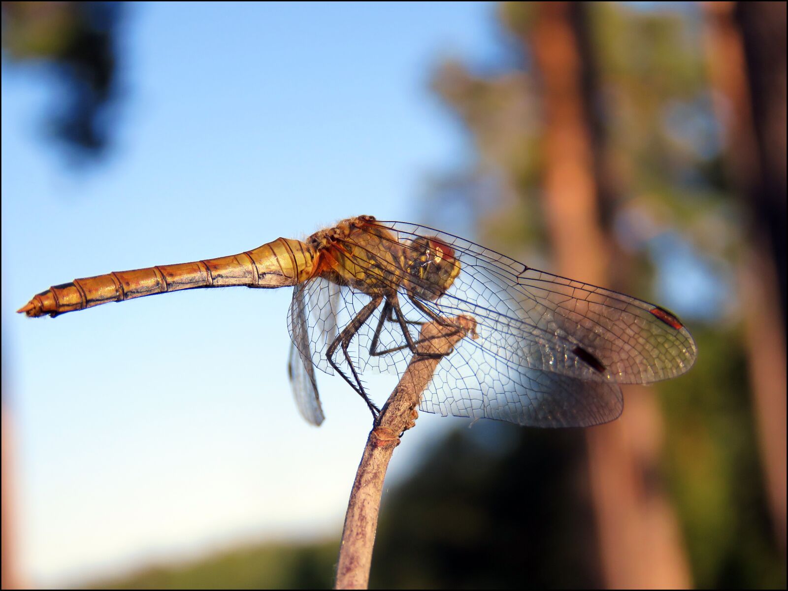 Canon PowerShot SX60 HS sample photo. Strekozets, nature, insect photography