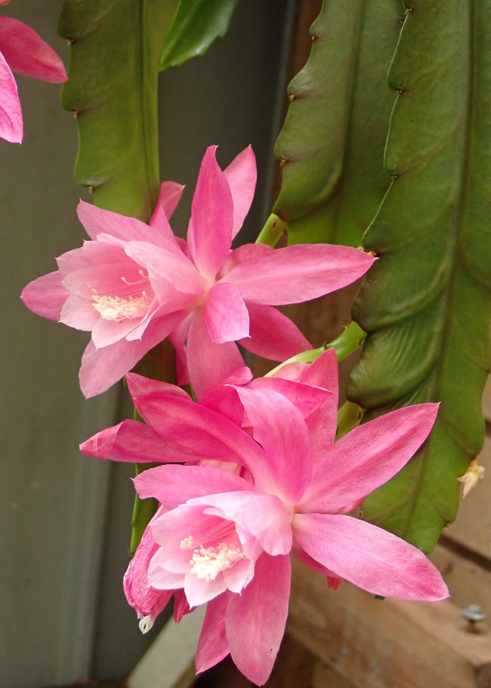 Olympus TG-5 sample photo. Flowers, cactus, pink photography