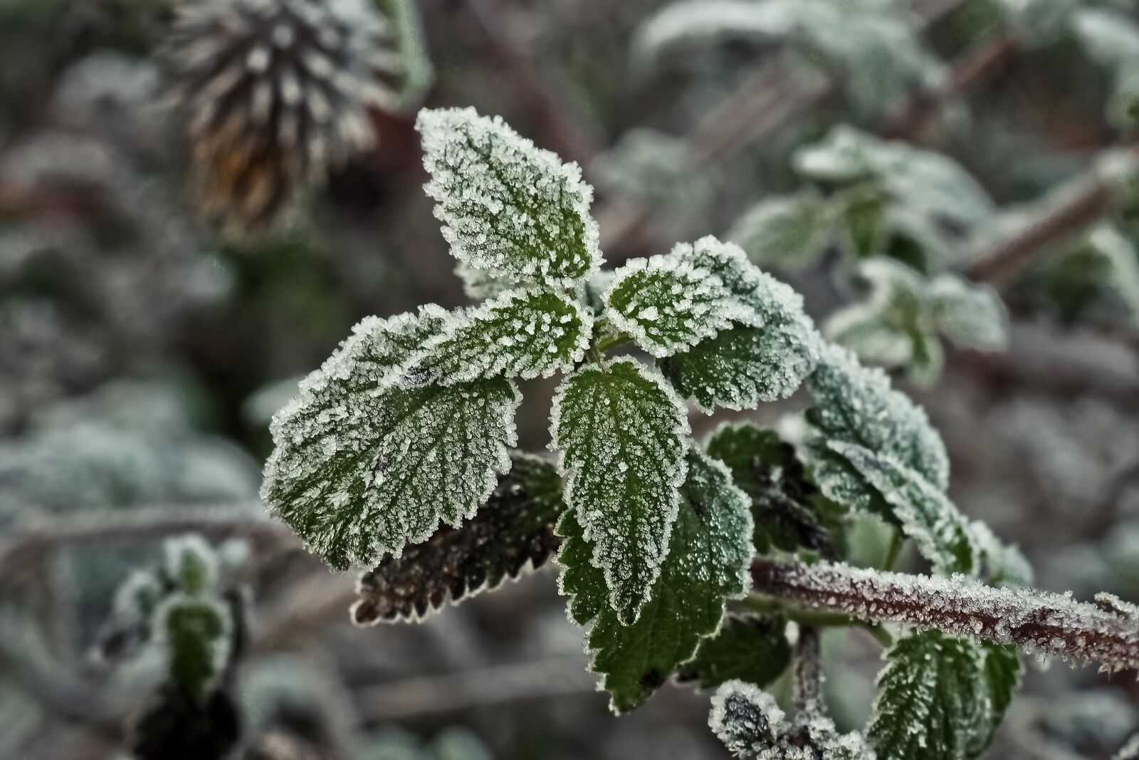 Olympus OM-D E-M10 sample photo. Stinging nettle, frost, hoarfrost photography