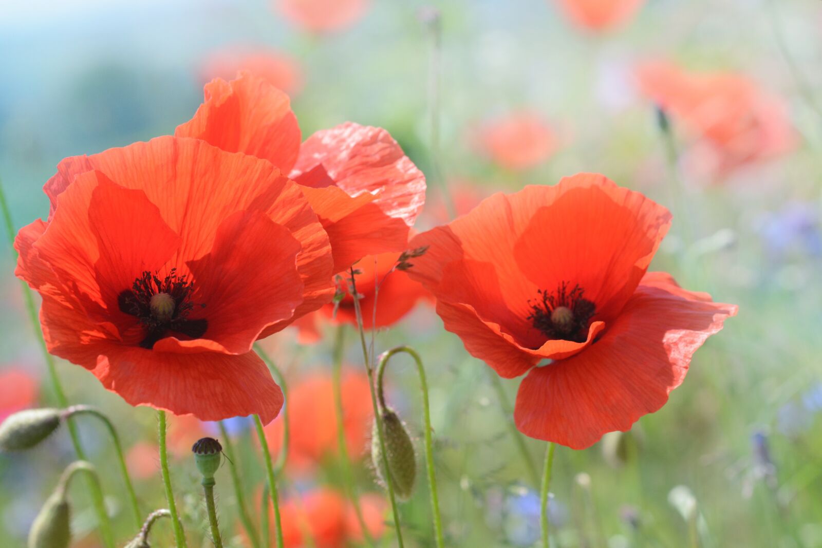 Nikon D7100 sample photo. Poppy, blossom, bloom photography