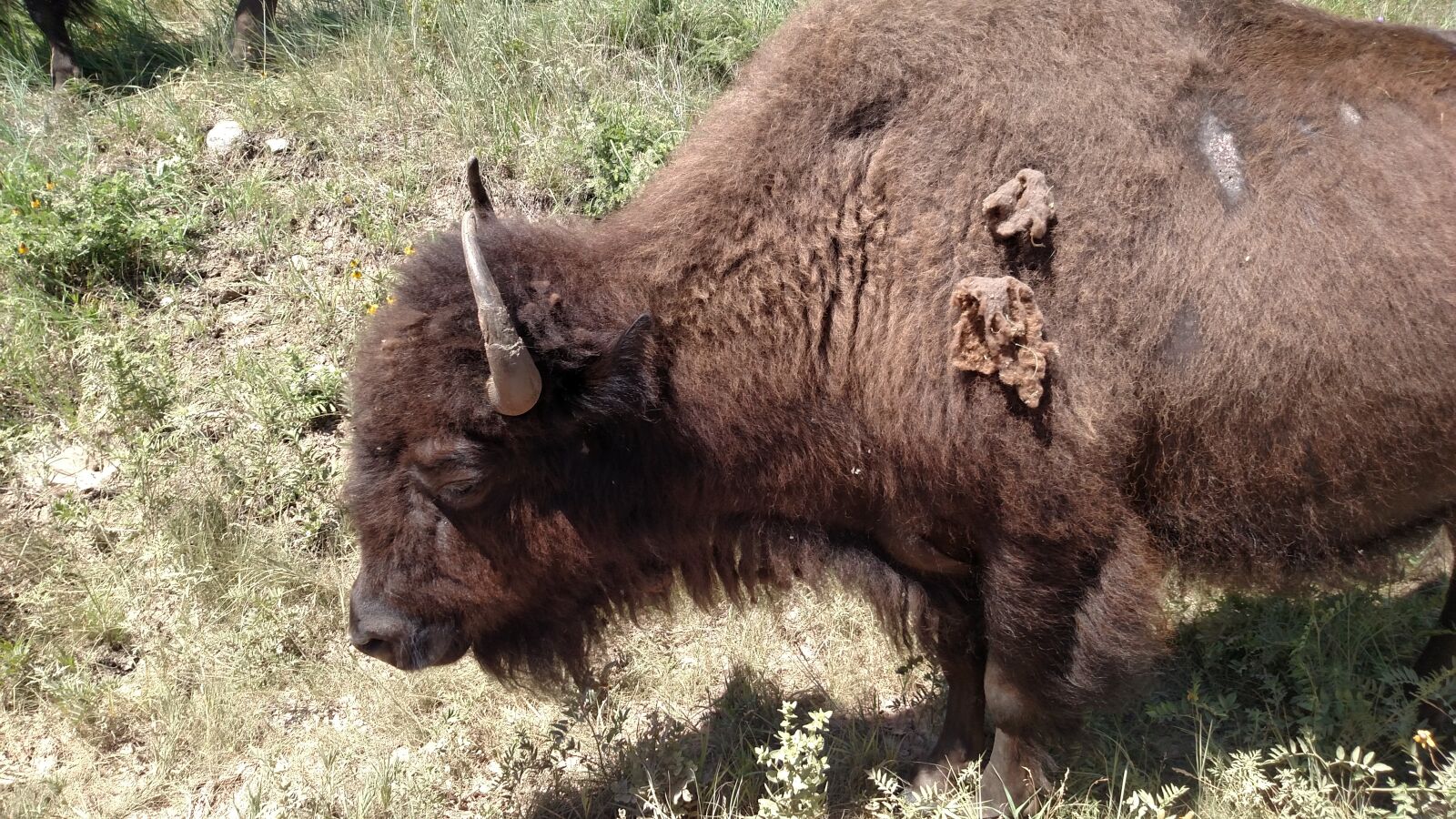 Motorola Droid Turbo sample photo. Bison, custer state park photography