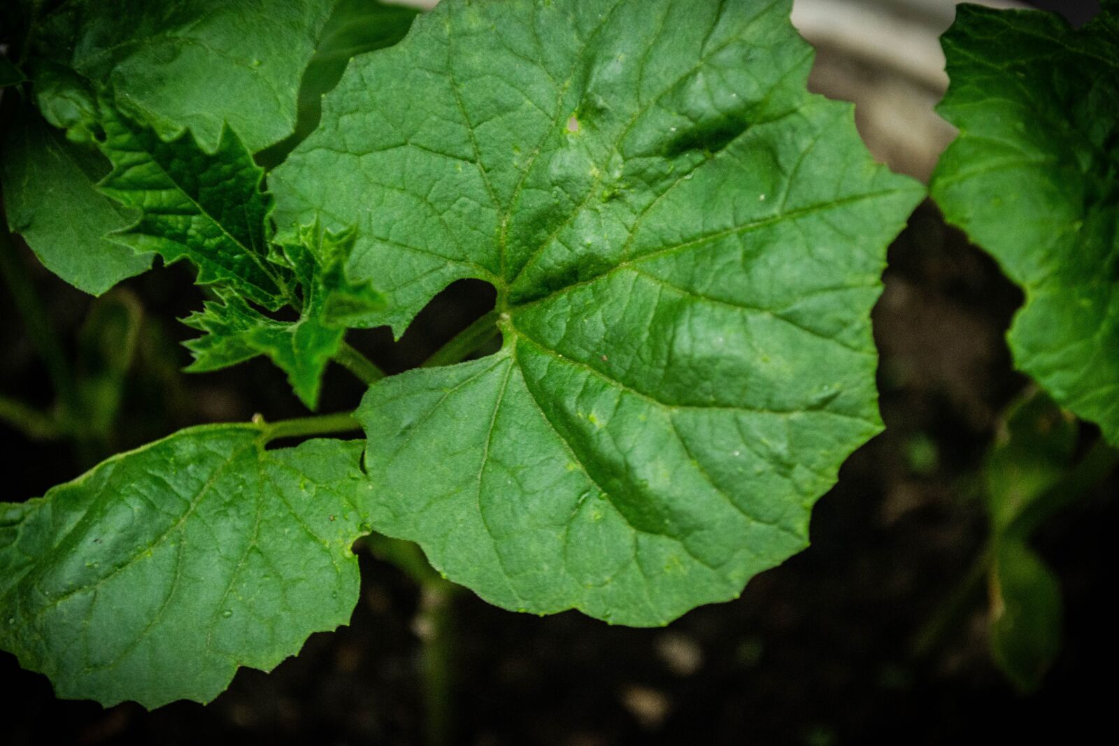 Nikon D3100 sample photo. Nature, plant, bloom photography