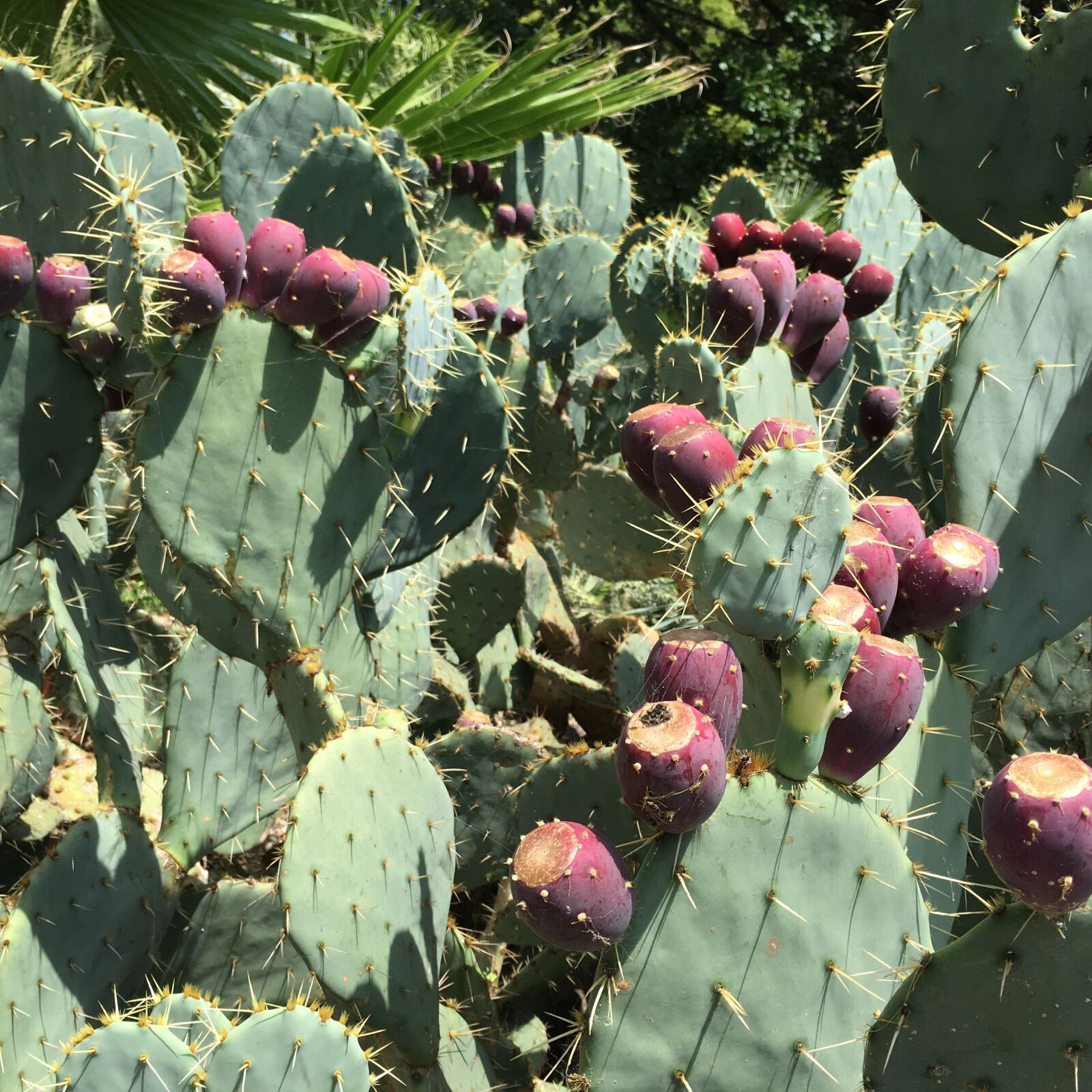Apple iPhone 6s sample photo. Cactus fruit, cactus, prickly photography