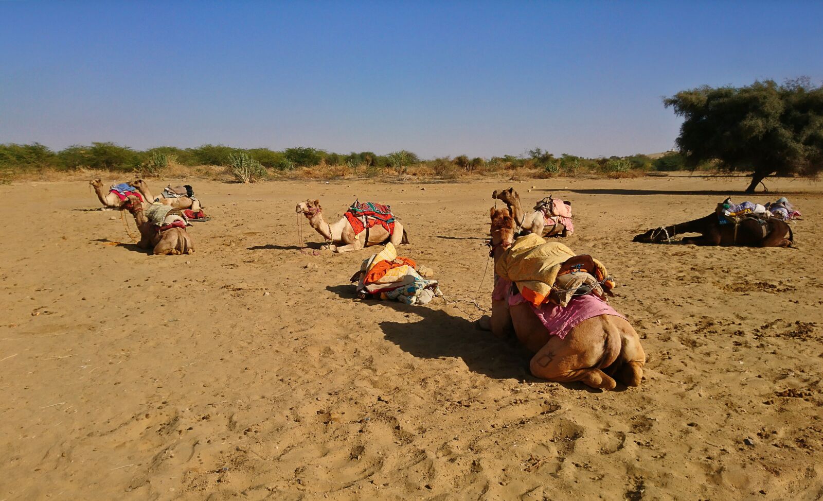 Sony Xperia X sample photo. Sand, desert, camel photography