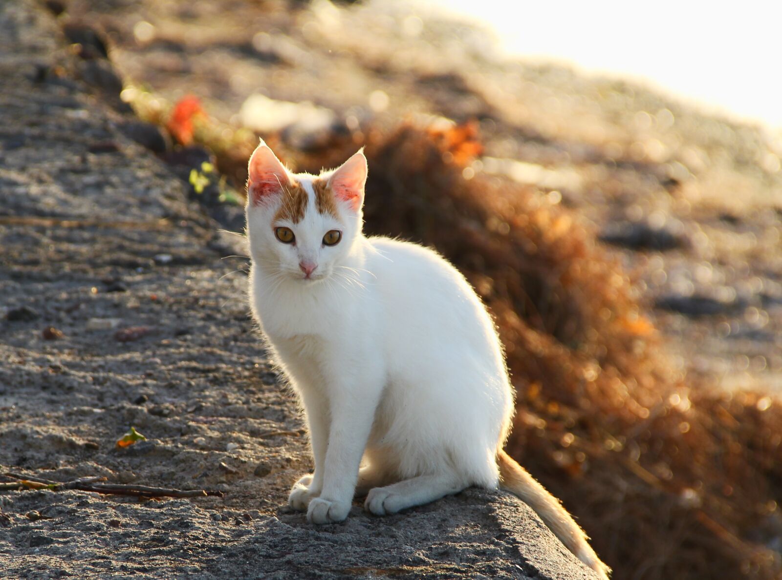 Canon EF-S 18-135mm F3.5-5.6 IS sample photo. Cat, bokeh, day light photography