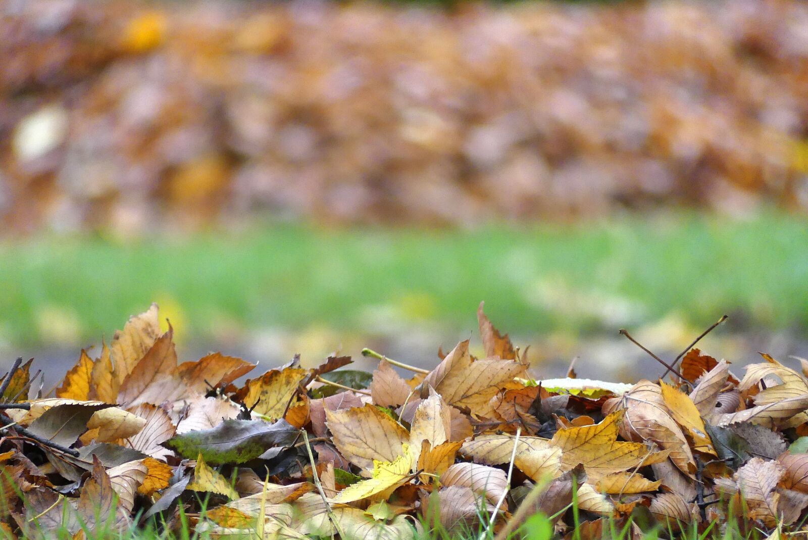 Panasonic Lumix DMC-FZ300 sample photo. Autumn, foliage, park photography