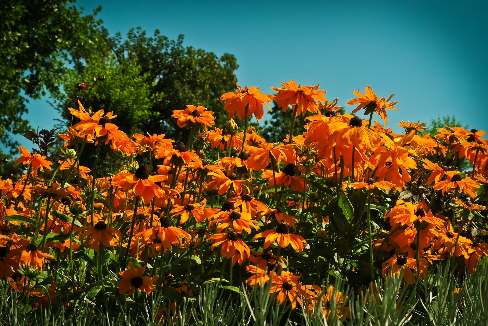 Olympus OM-D E-M10 sample photo. Flower meadow, flowers, nature photography