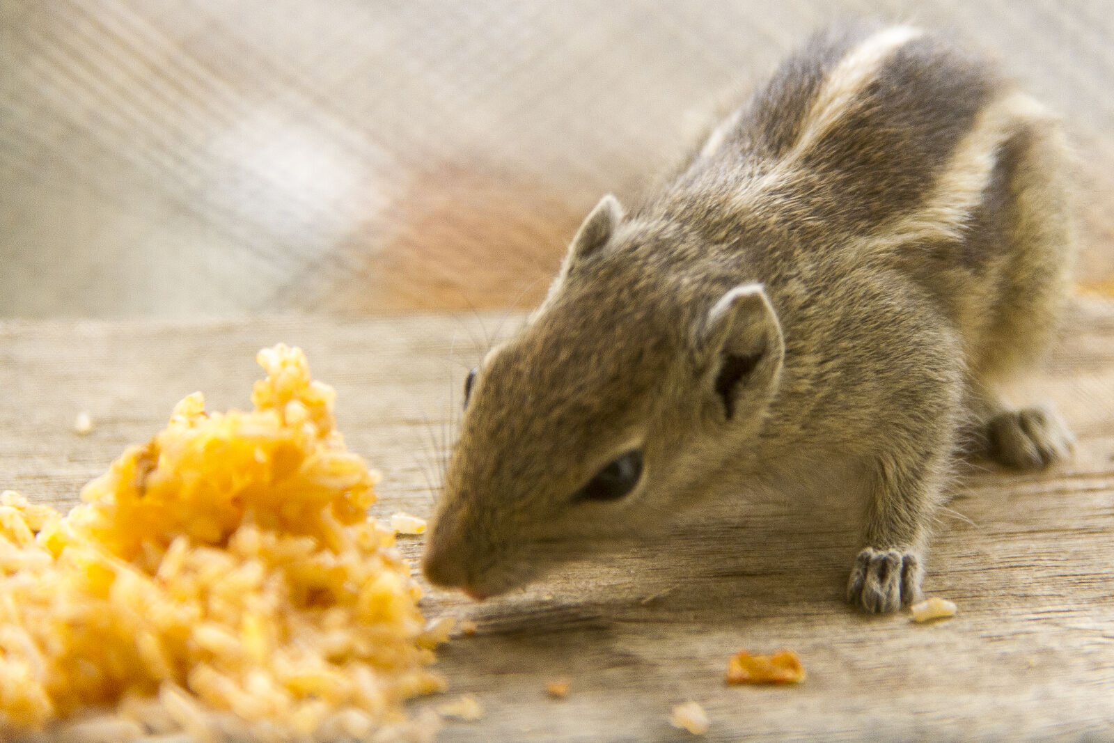 Canon EOS 7D sample photo. Squirrel photography