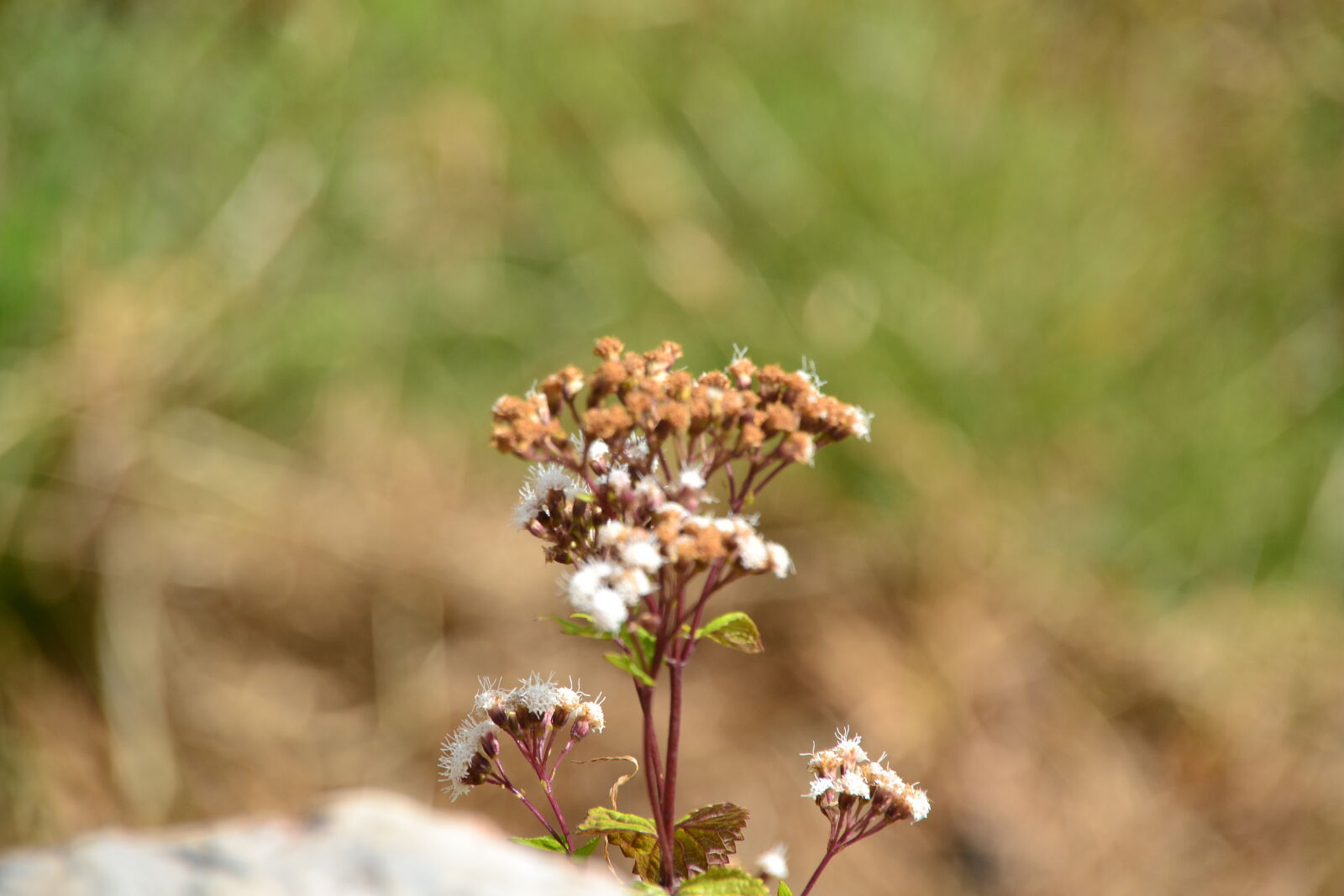 Nikon D3100 sample photo