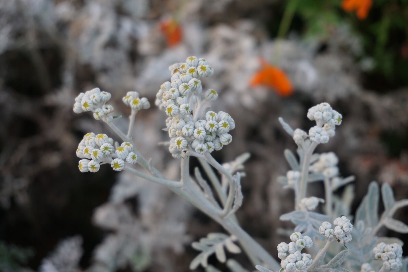 Sony a6000 sample photo. Flower, plant, the scenery photography