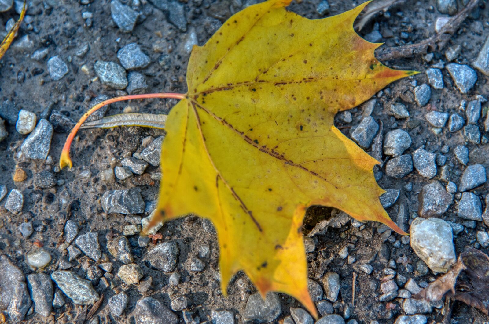 Nikon D750 sample photo. Maple leaf, leaves, autumn photography