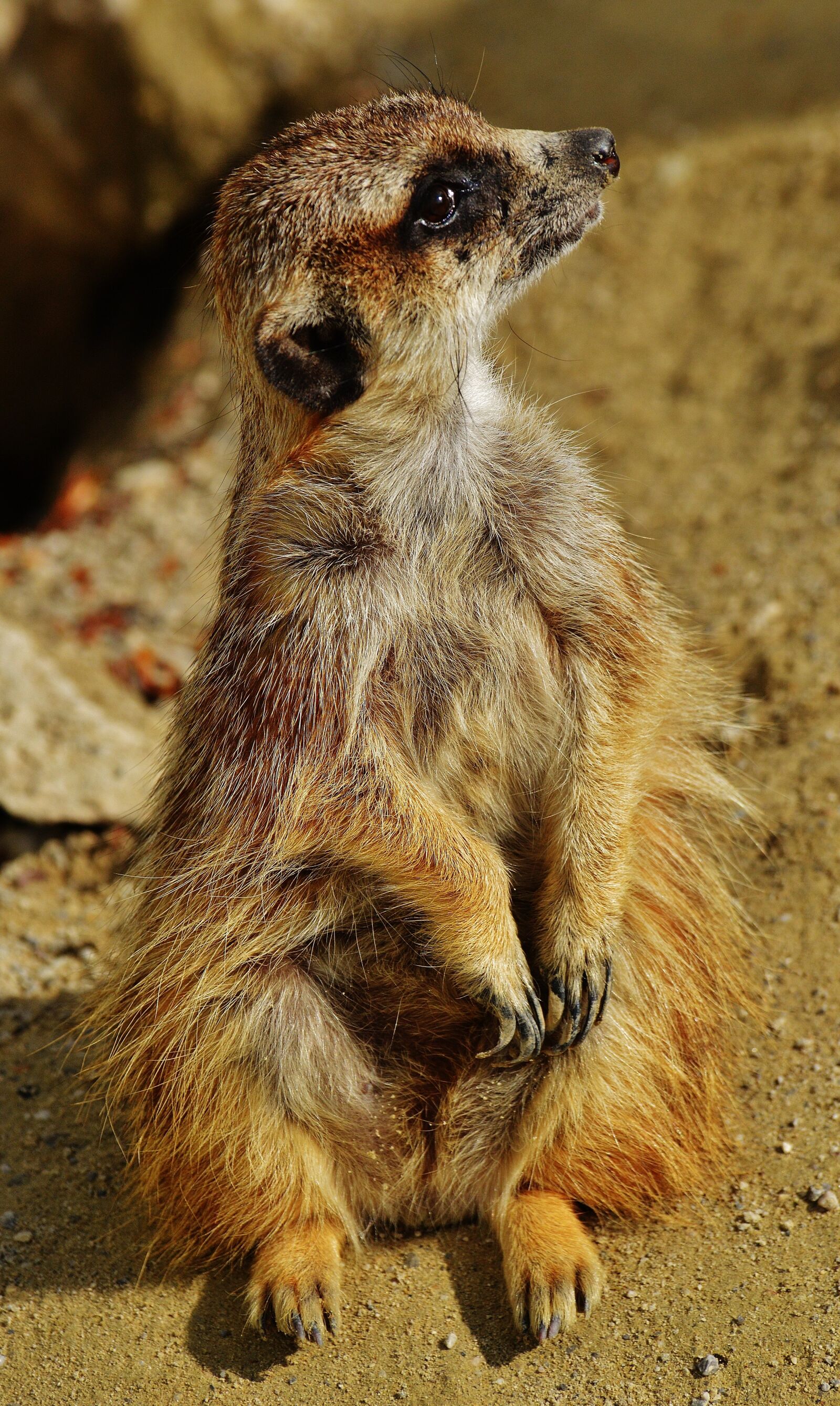 Nikon D3200 sample photo. Meerkat, animal, nature photography