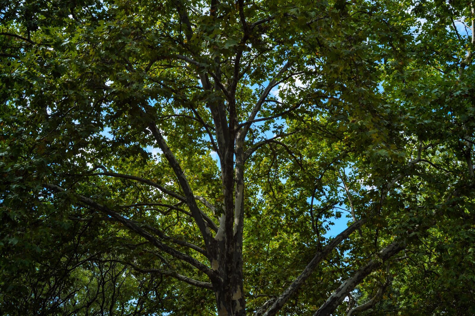 Nikon D90 sample photo. Tree, plane tree, london photography