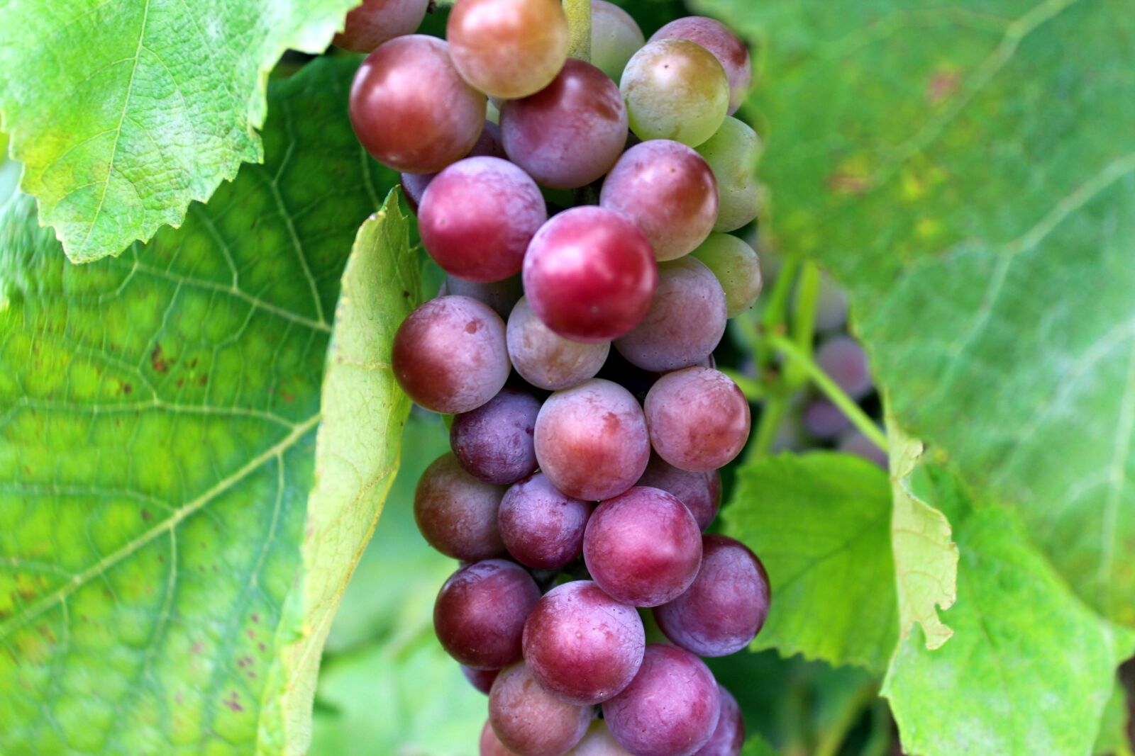 Canon EOS 1200D (EOS Rebel T5 / EOS Kiss X70 / EOS Hi) sample photo. Grapes, plant, eating photography
