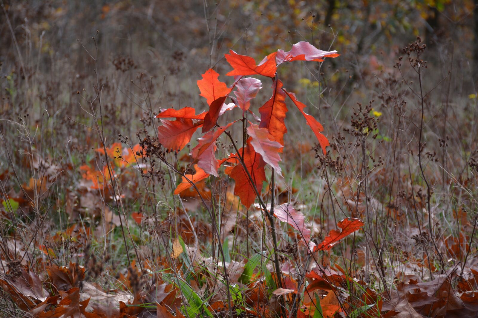 Nikon D5200 sample photo. Autumn, sheet, kwintelooijen photography