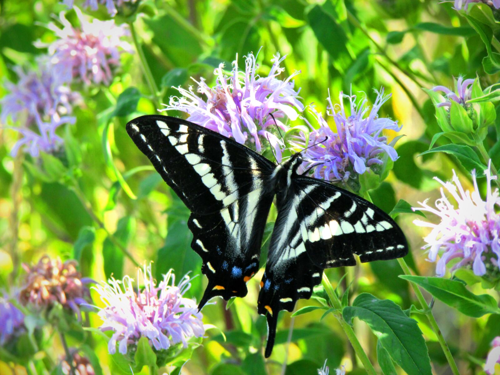 Canon PowerShot SX500 IS sample photo. Pale tiger swallowtail, tiger photography