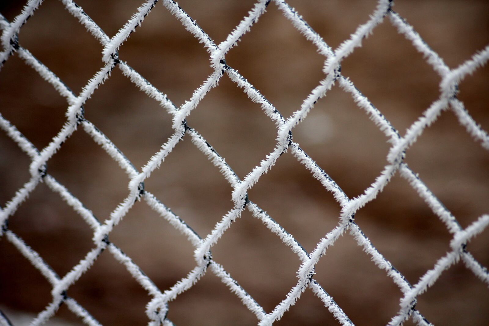 Canon EOS 1200D (EOS Rebel T5 / EOS Kiss X70 / EOS Hi) sample photo. Frost, the grid, fencing photography