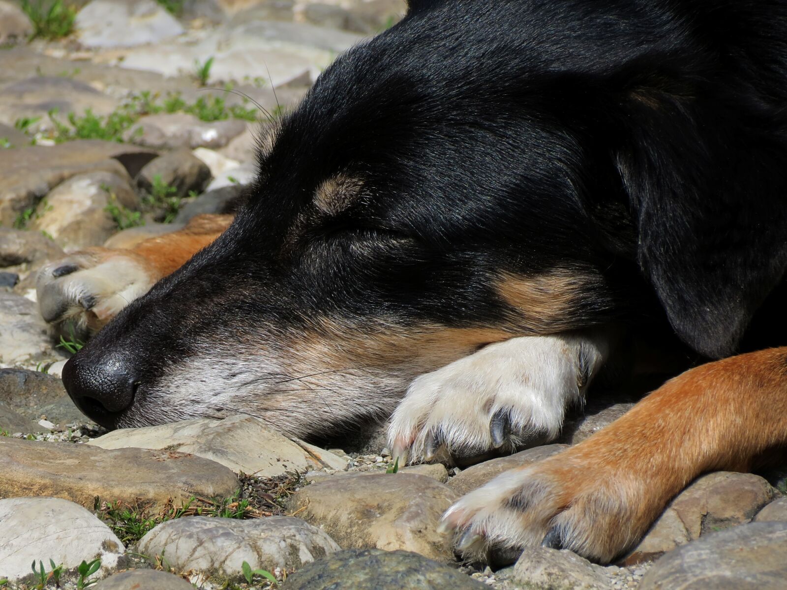 Canon PowerShot SX40 HS sample photo. Sleep, siesta, dog photography