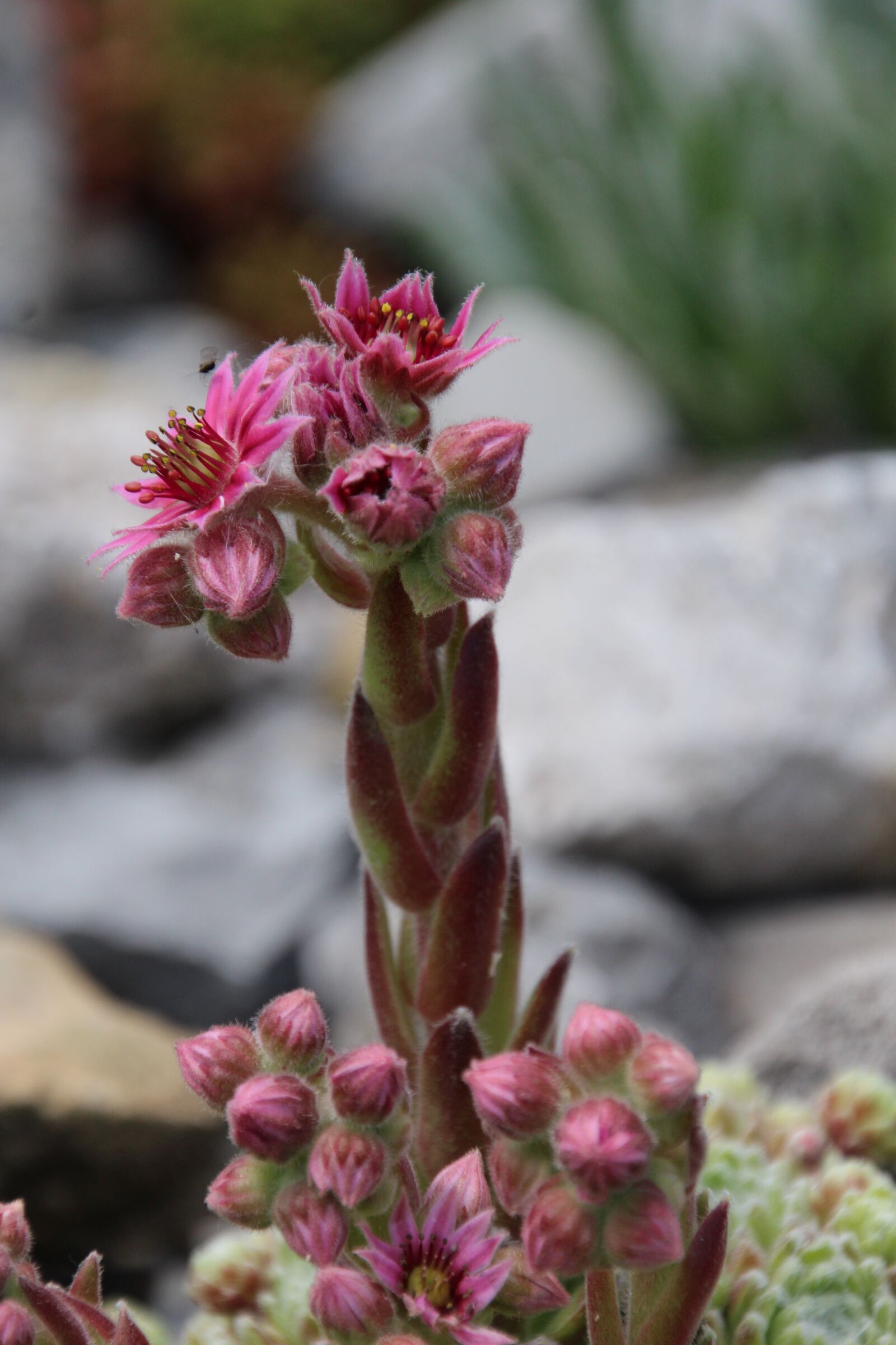 Canon EOS 1200D (EOS Rebel T5 / EOS Kiss X70 / EOS Hi) sample photo. Wurz, stone garden, blossom photography