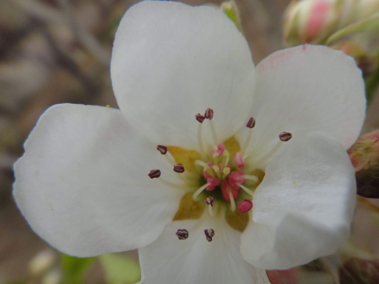 Sony Cyber-shot DSC-TX5 sample photo. White, flower, spring photography