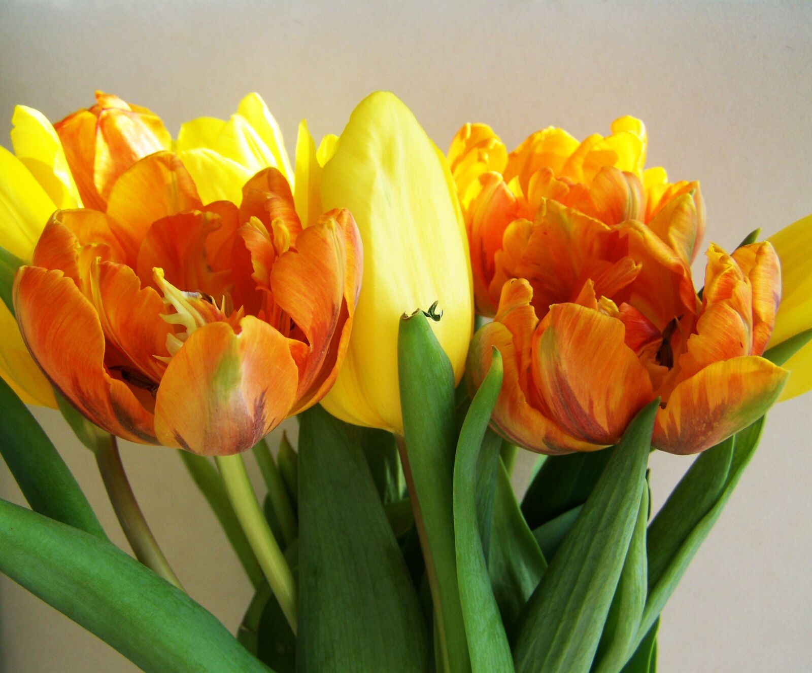 Kodak EASYSHARE ZD710 ZOOM DIGITAL CAMERA sample photo. Tulip bouquet, yellow-orange, cut photography