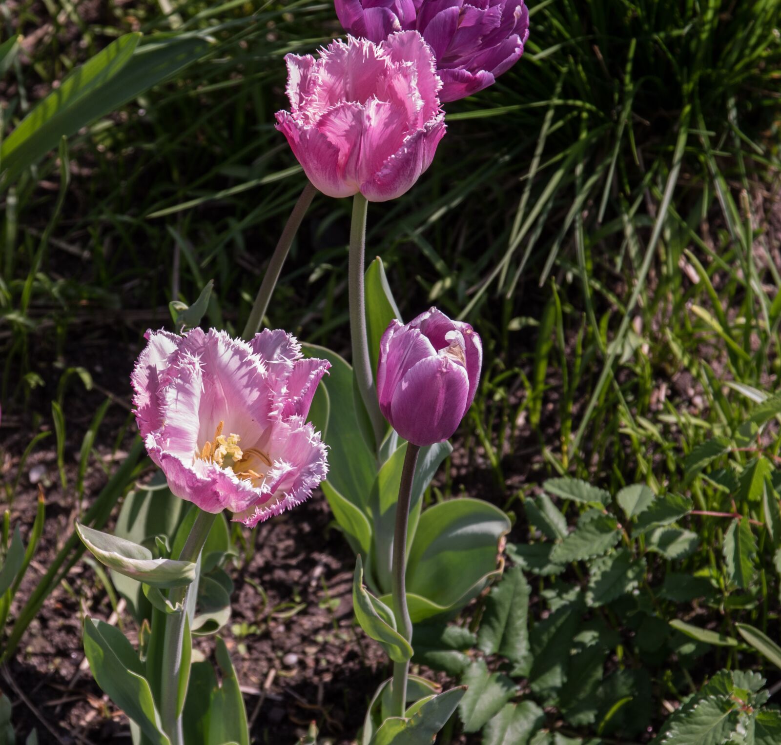 Pentax K-3 sample photo. Flower, blossom, bloom photography