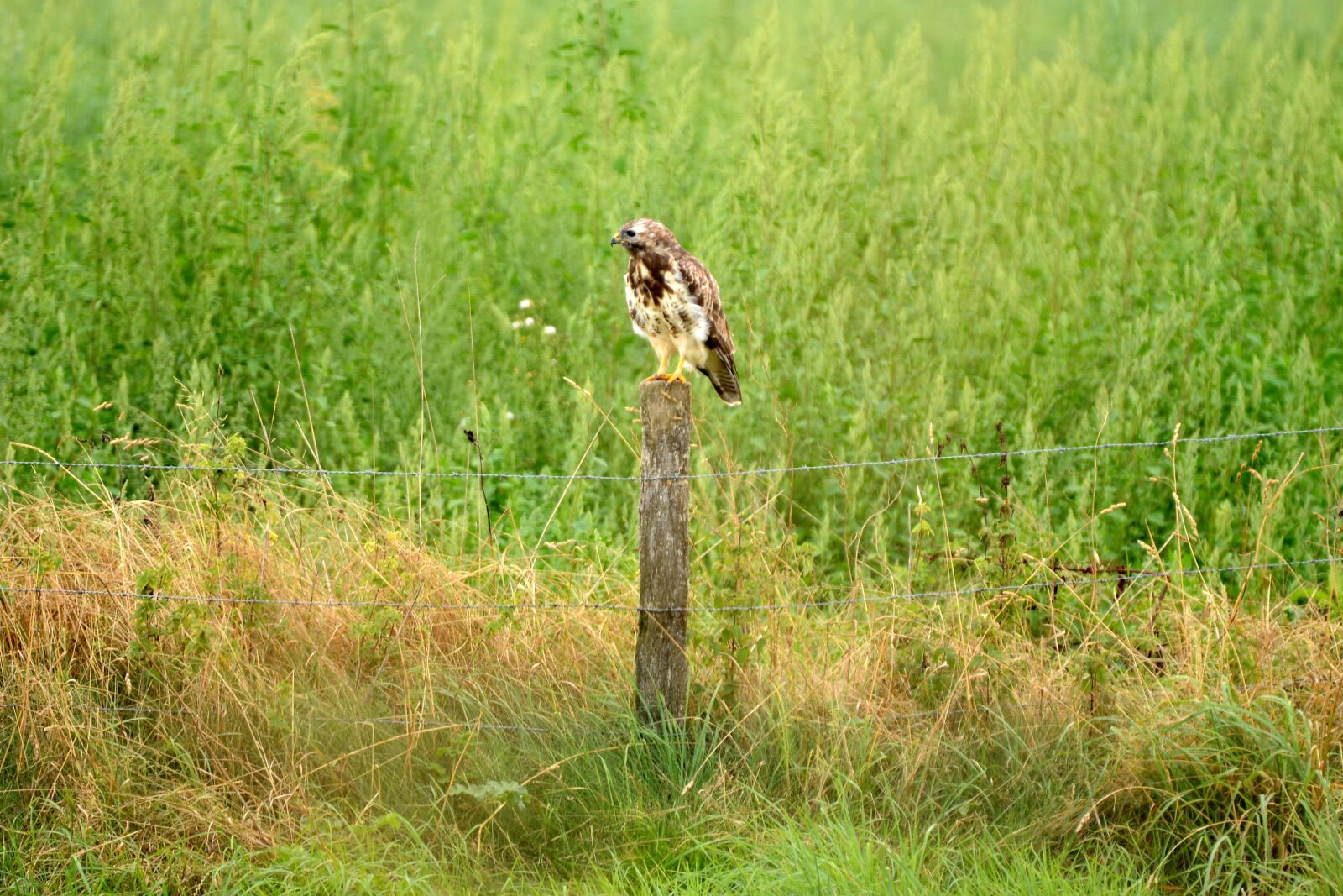Nikon D600 sample photo. Common buzzard, blonde, bird photography