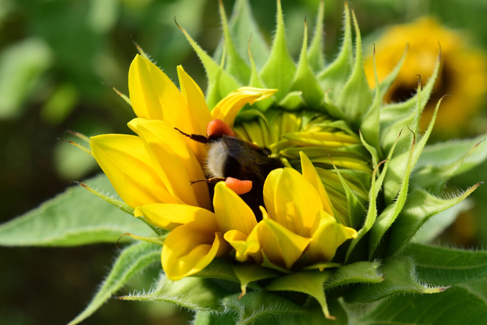 Nikon D3300 sample photo. Hummel, sunflower, search photography