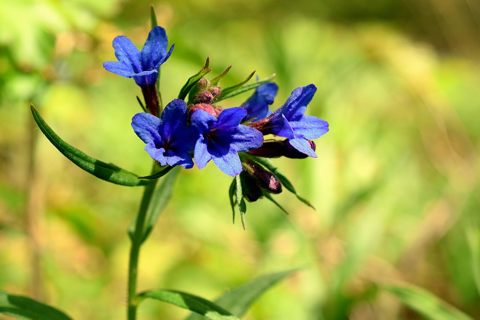 Nikon D3300 sample photo. Lungwort, blue, wild flower photography