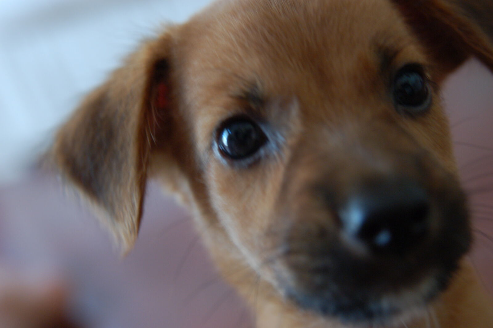 Nikon D50 sample photo. Animal, photography, dog, dog photography