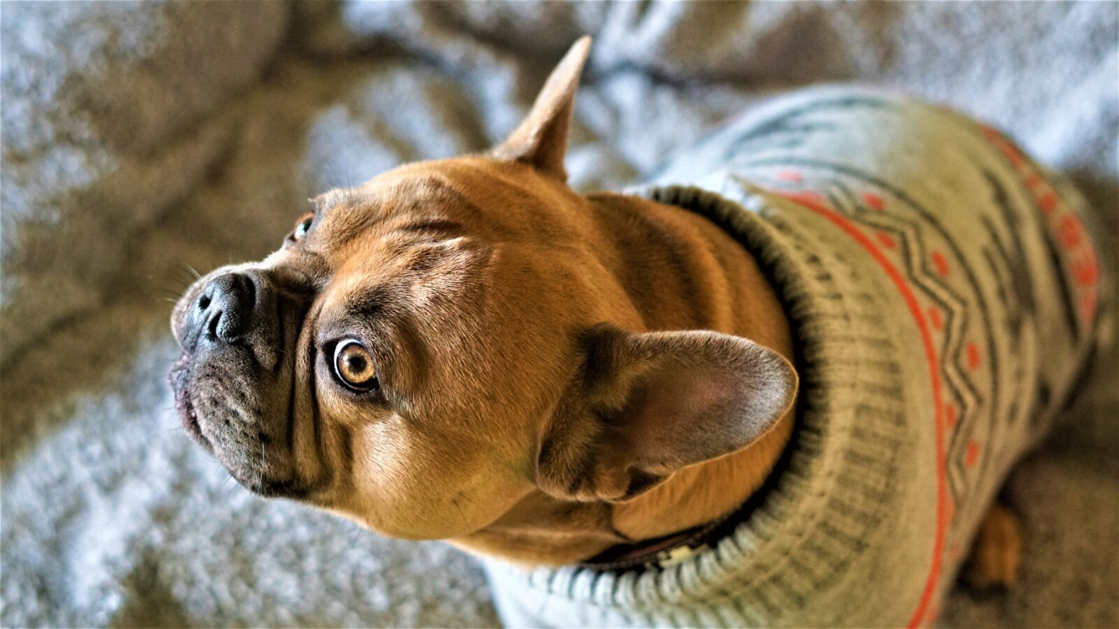 Sony FE 50mm F1.8 sample photo. French bulldog, dog, eyes photography