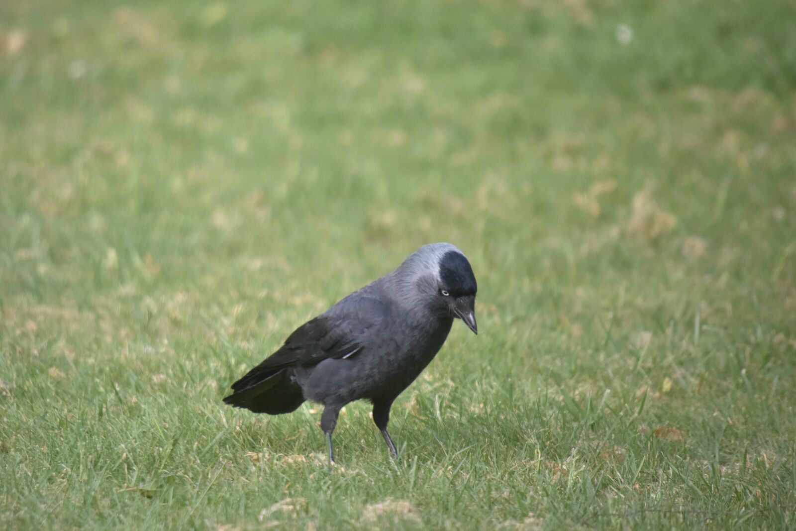 Nikon D810 sample photo. Chucas towers, bird, black photography