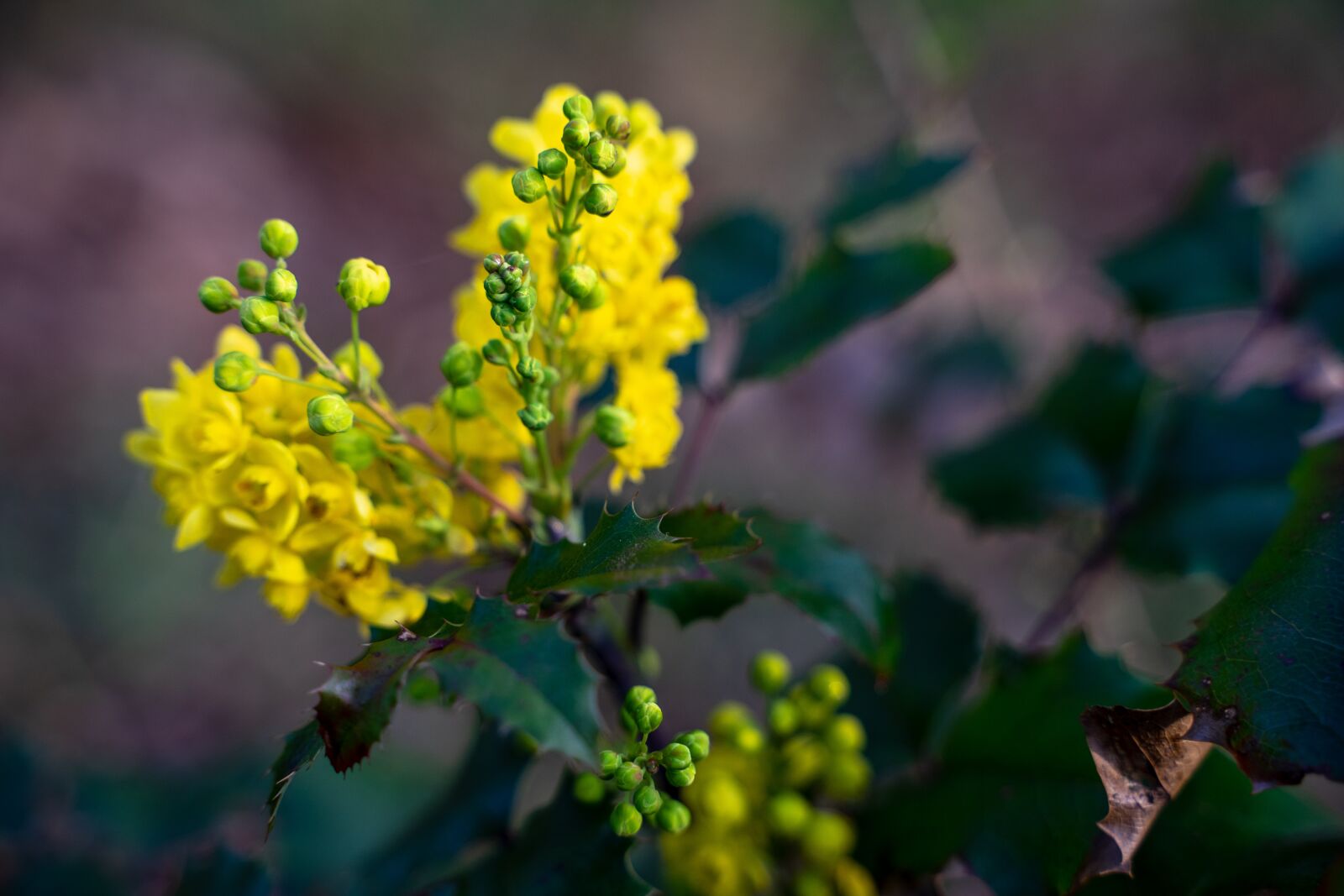 Sony a7 II sample photo. Yellow, blossom, bloom photography