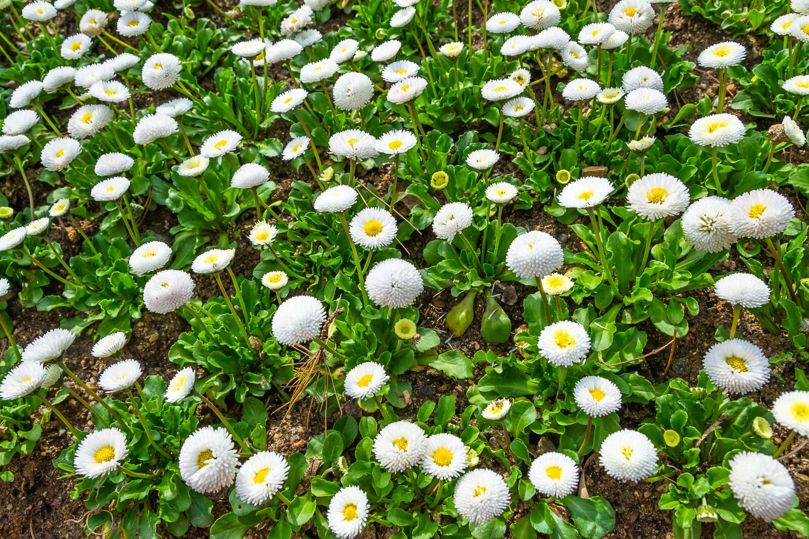 Nikon D3100 sample photo. Flowers, garden, white photography