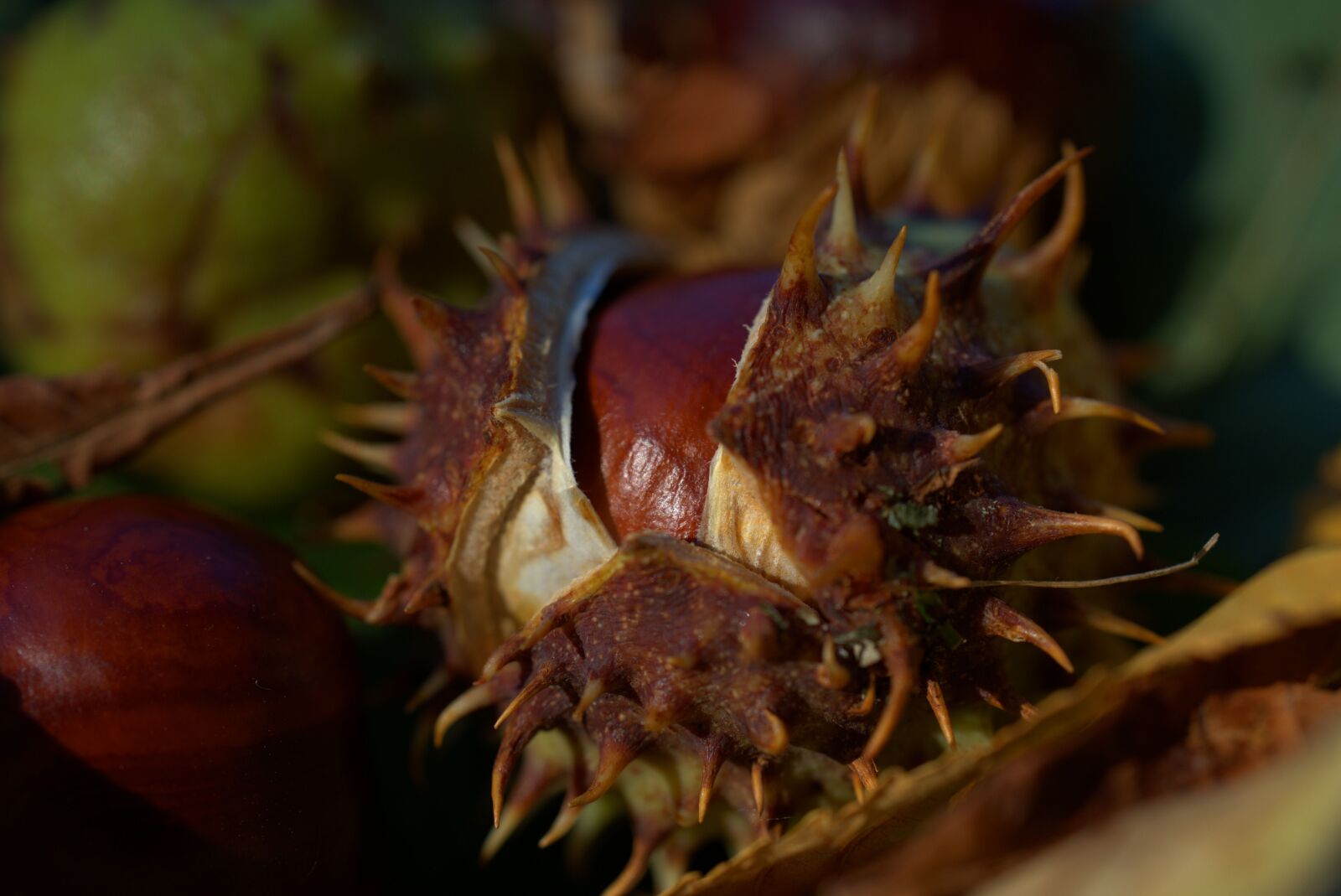 Sony FE 50mm F2.8 Macro sample photo. Chestnut, autumn, brown photography