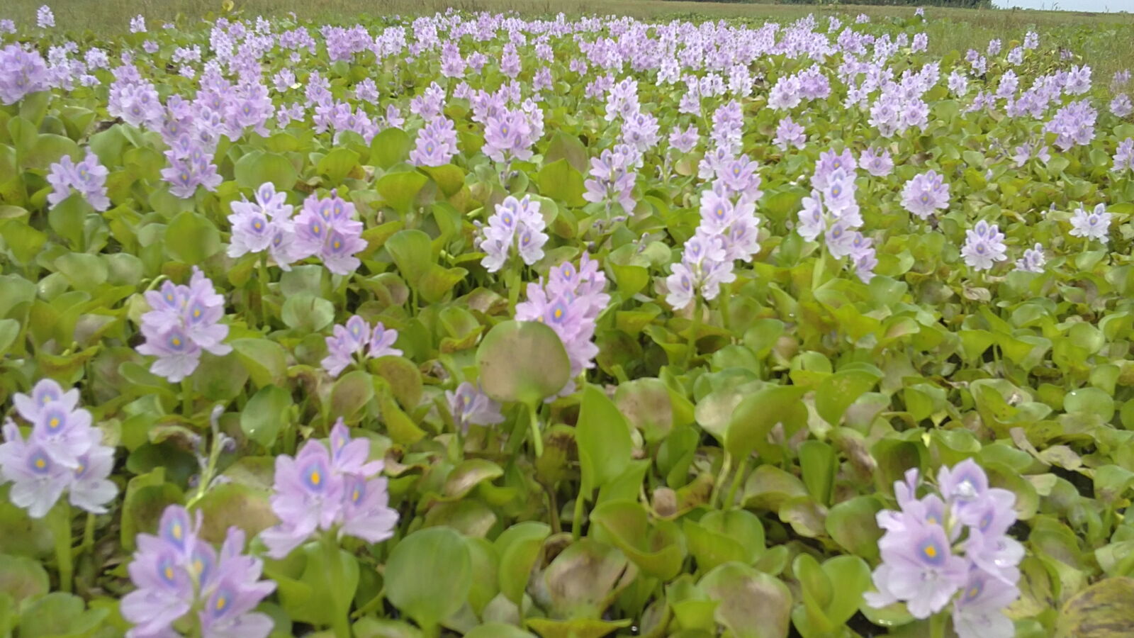 Sony Ericsson U5i sample photo