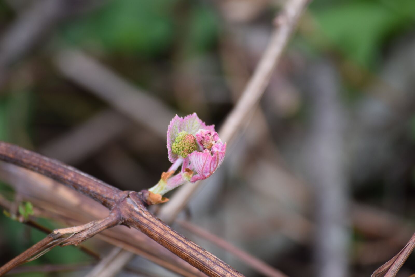 Nikon D3300 sample photo. Pink, bud, flower photography