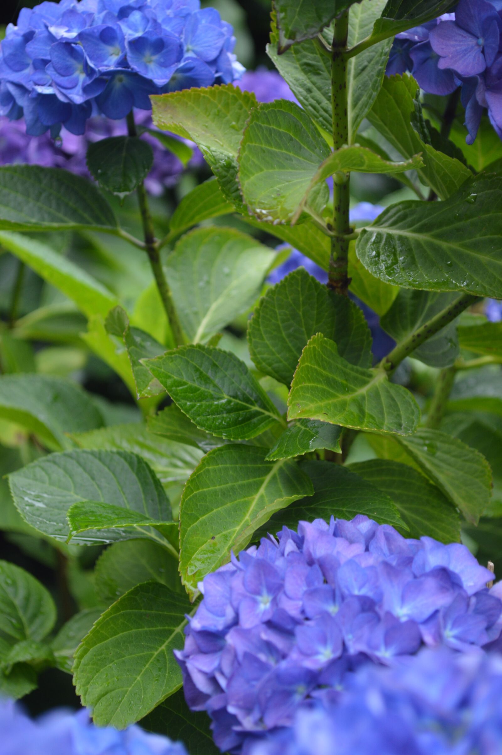 Nikon D3200 sample photo. Close, up, of, purple photography
