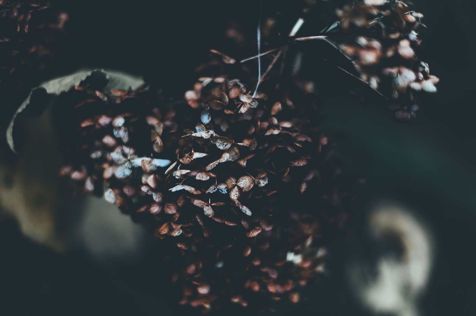 Nikon D700 sample photo. Blur, close-up, color photography