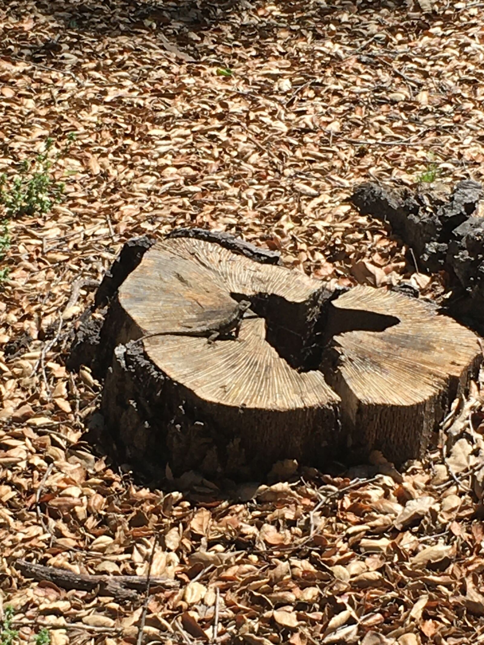 Apple iPhone 6s sample photo. Lizard, stump, leaves photography